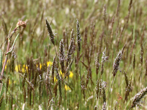 Anthoxanthum odoratum