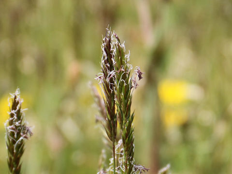 Anthoxanthum odoratum