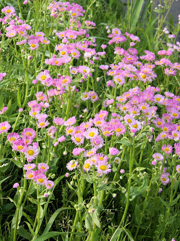 Erigeron philadelphicus