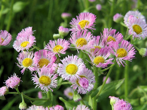 Erigeron philadelphicus