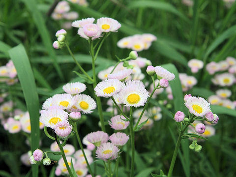 Erigeron philadelphicus