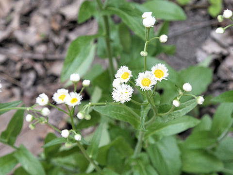 Erigeron philadelphicus