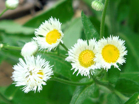 Erigeron philadelphicus