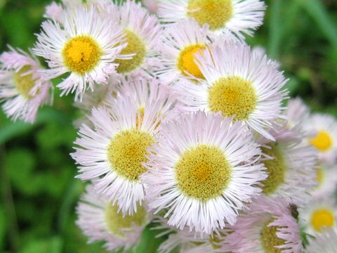 Erigeron philadelphicus