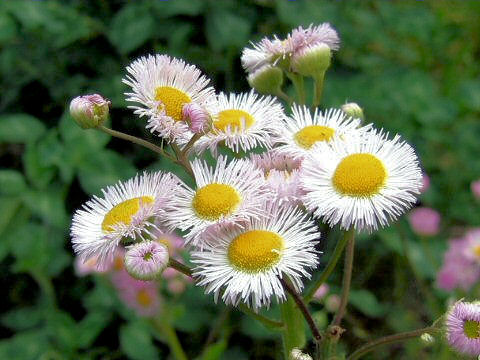 Erigeron philadelphicus