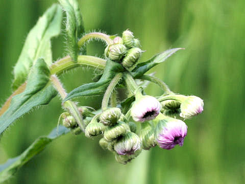 Erigeron philadelphicus