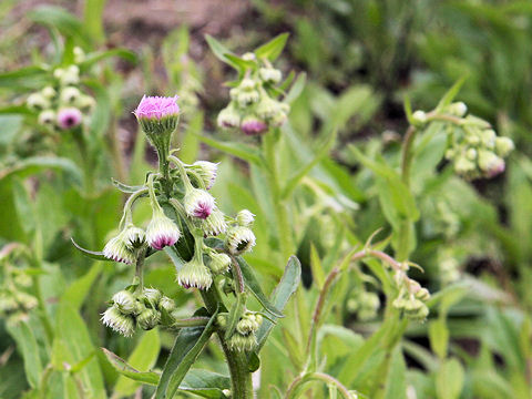 Erigeron philadelphicus