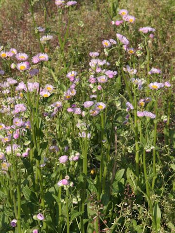 Erigeron philadelphicus