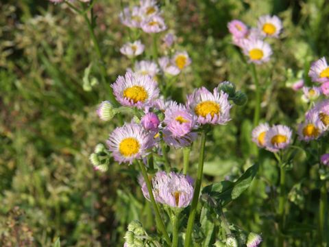 Erigeron philadelphicus