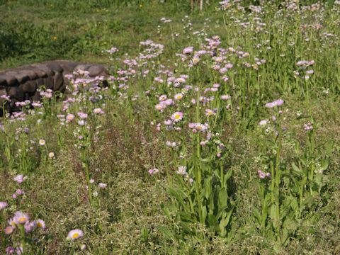 Erigeron philadelphicus