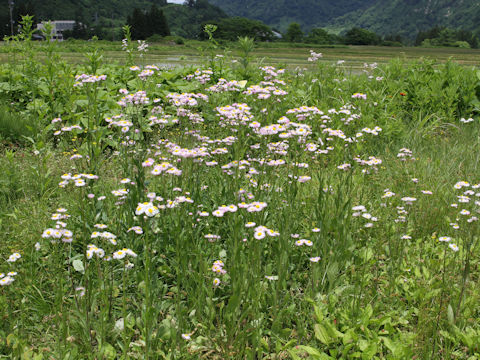 Erigeron philadelphicus