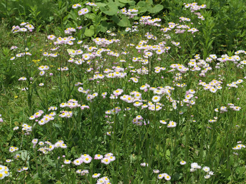 Erigeron philadelphicus