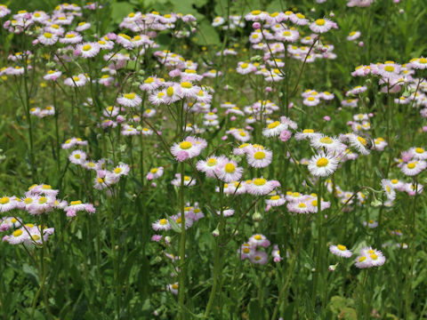 Erigeron philadelphicus