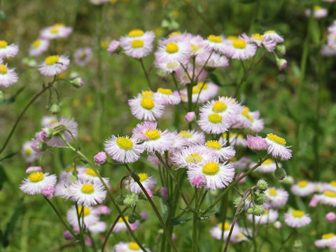 Erigeron philadelphicus