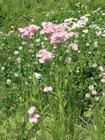 Erigeron philadelphicus