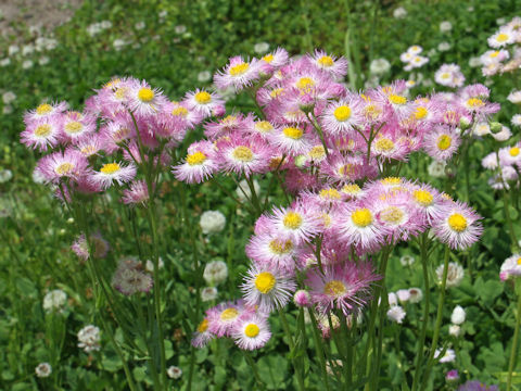 Erigeron philadelphicus