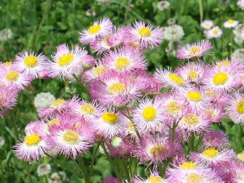 Erigeron philadelphicus