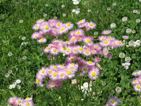 Erigeron philadelphicus