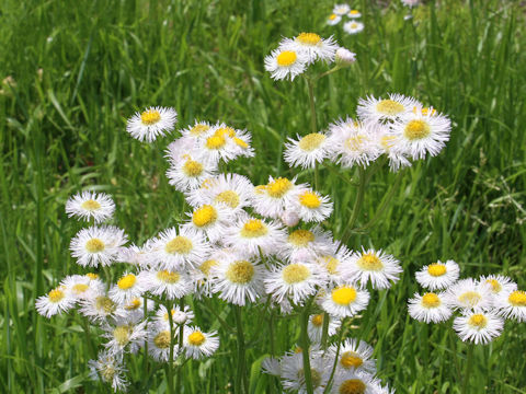 Erigeron philadelphicus