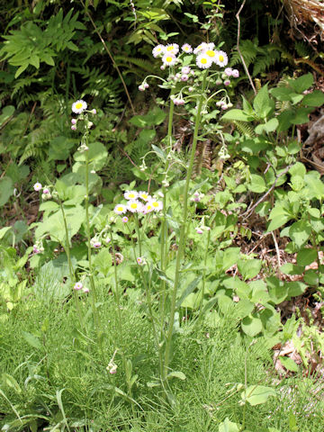 Erigeron philadelphicus