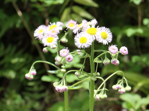 Erigeron philadelphicus