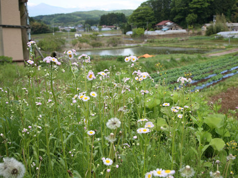 Erigeron philadelphicus