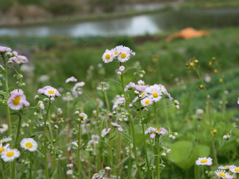 Erigeron philadelphicus