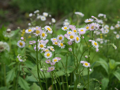 Erigeron philadelphicus