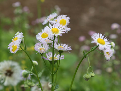 Erigeron philadelphicus