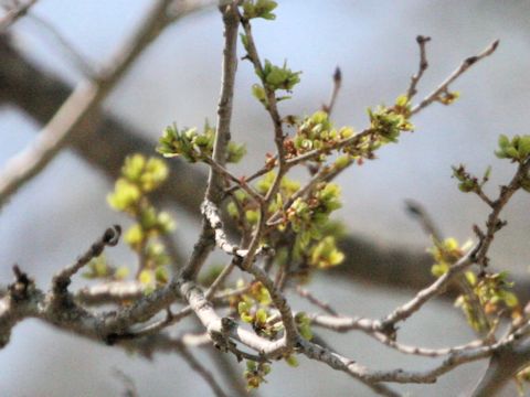 Ulmus davidiana var. japonica