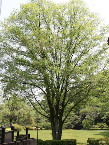 Ulmus davidiana var. japonica