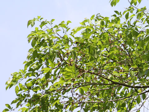 Ulmus davidiana var. japonica