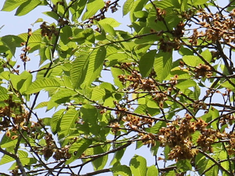 Ulmus davidiana var. japonica