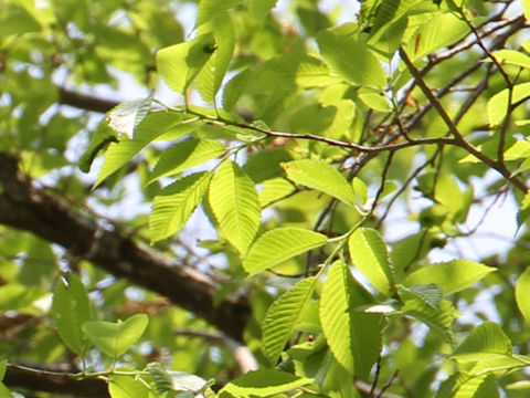 Ulmus davidiana var. japonica