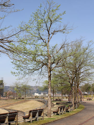 Ulmus davidiana var. japonica