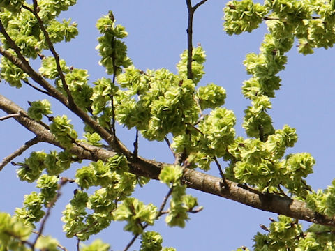 Ulmus davidiana var. japonica