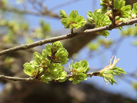 Ulmus davidiana var. japonica