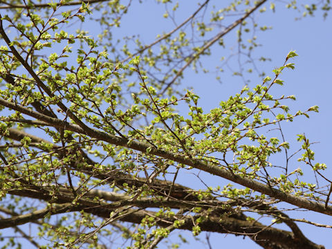 Ulmus davidiana var. japonica