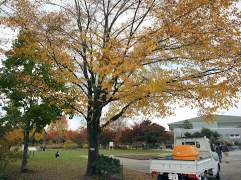 Ulmus davidiana var. japonica