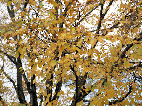 Ulmus davidiana var. japonica