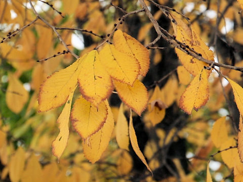 Ulmus davidiana var. japonica