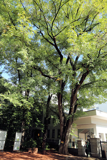 Ulmus davidiana var. japonica