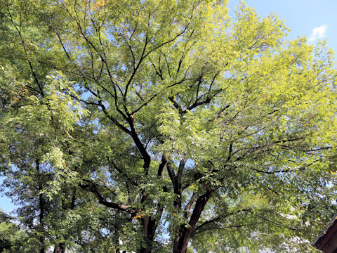 Ulmus davidiana var. japonica