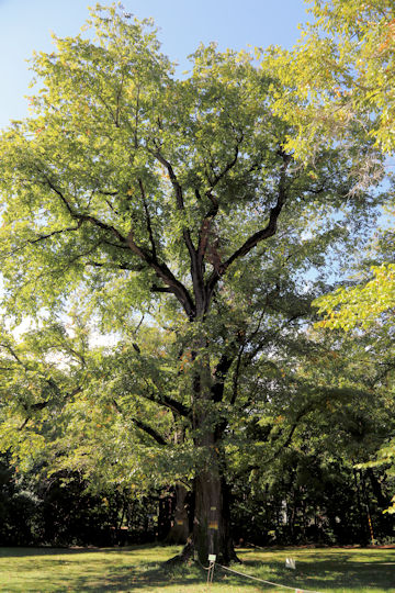 Ulmus davidiana var. japonica