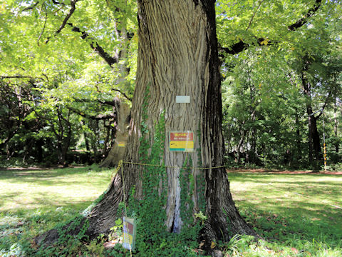 Ulmus davidiana var. japonica