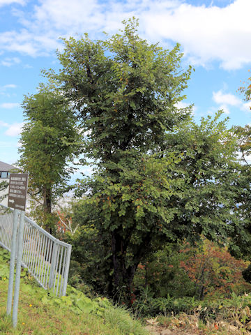 Ulmus davidiana var. japonica
