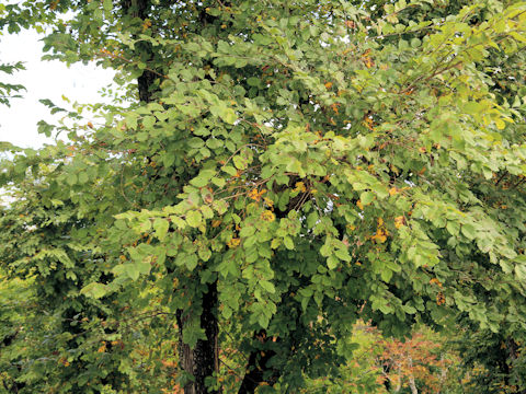 Ulmus davidiana var. japonica