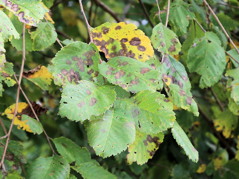 Ulmus davidiana var. japonica
