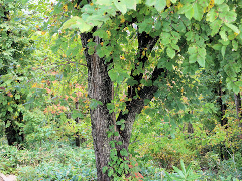 Ulmus davidiana var. japonica