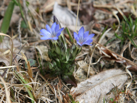 Gentiana thunbergii